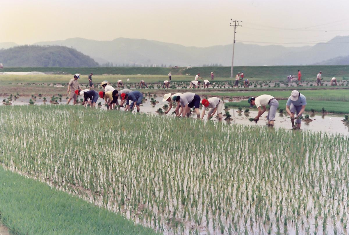 85 모내기 연시회