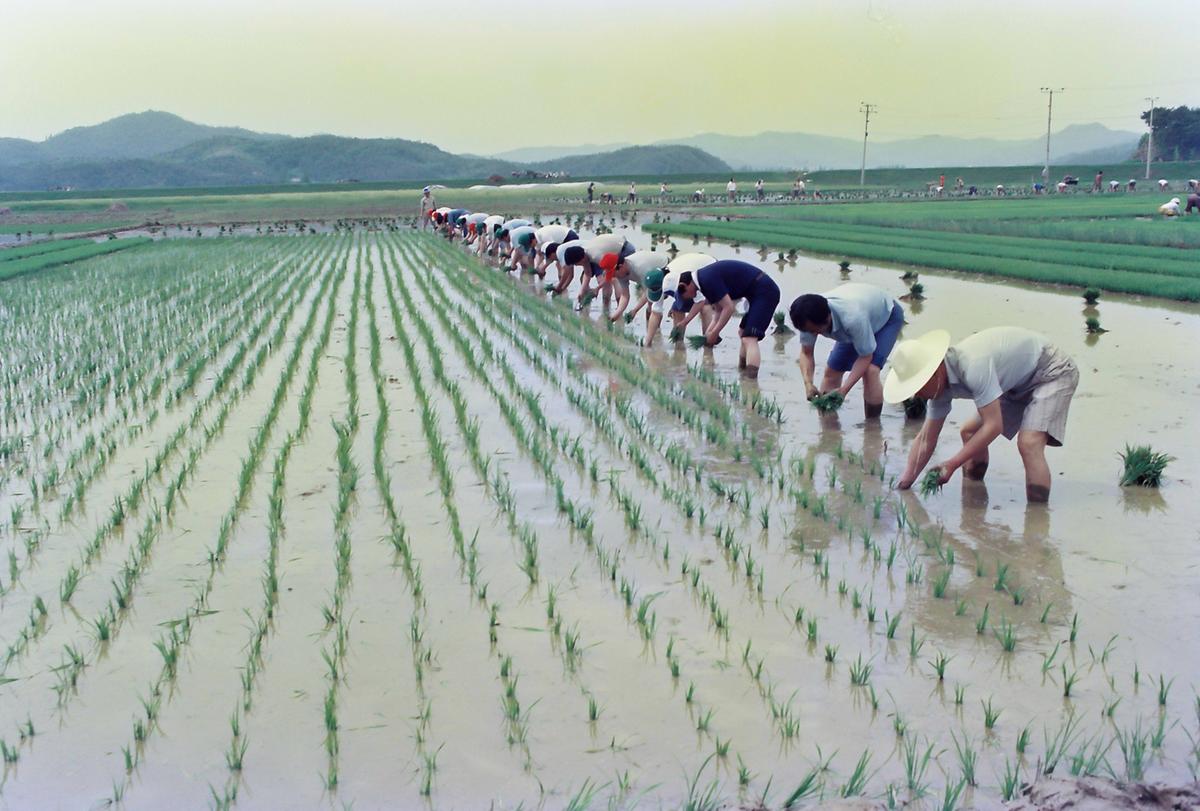 85 모내기 연시회