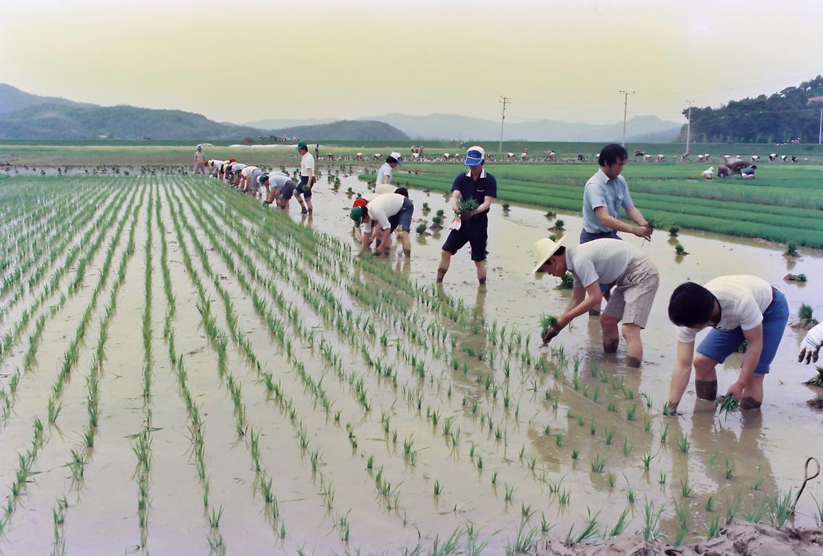 85 모내기 연시회