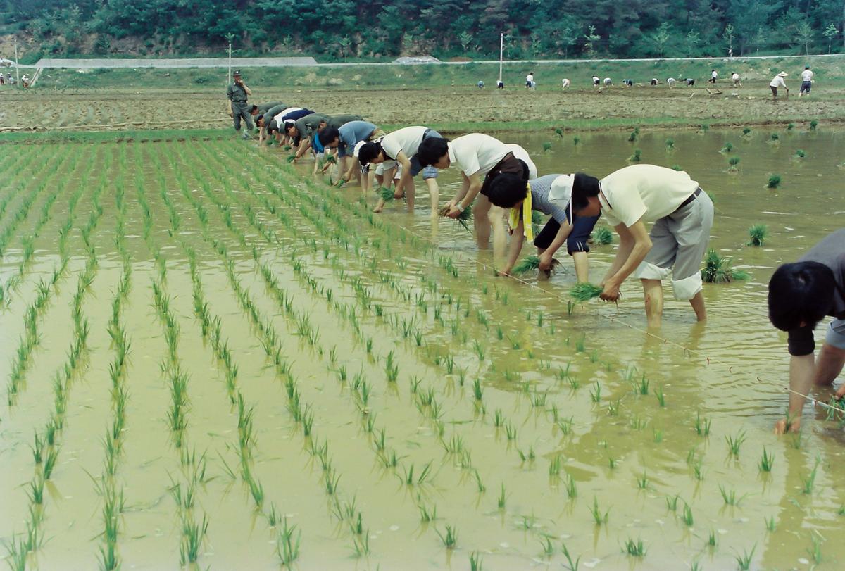 85 모내기 연시회