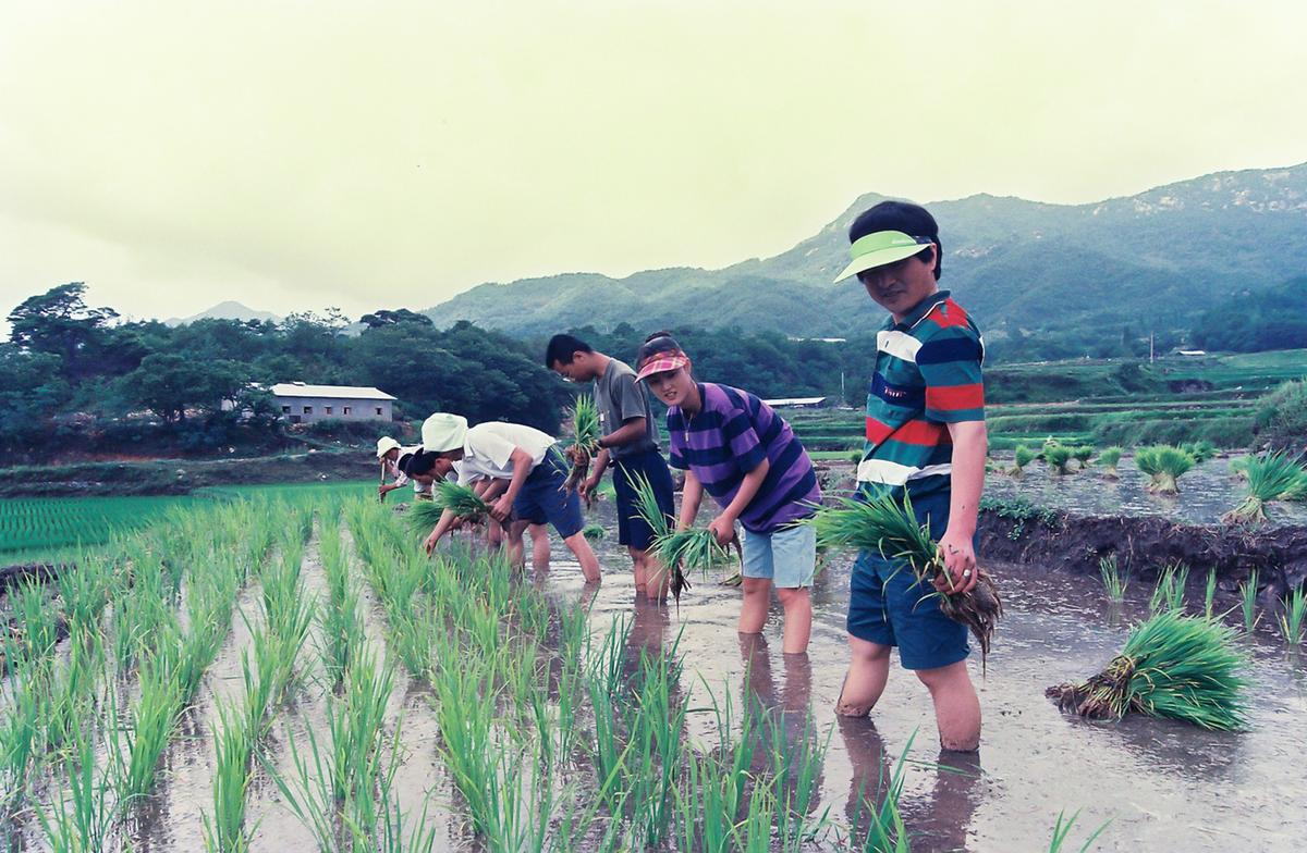 모내기 봉사