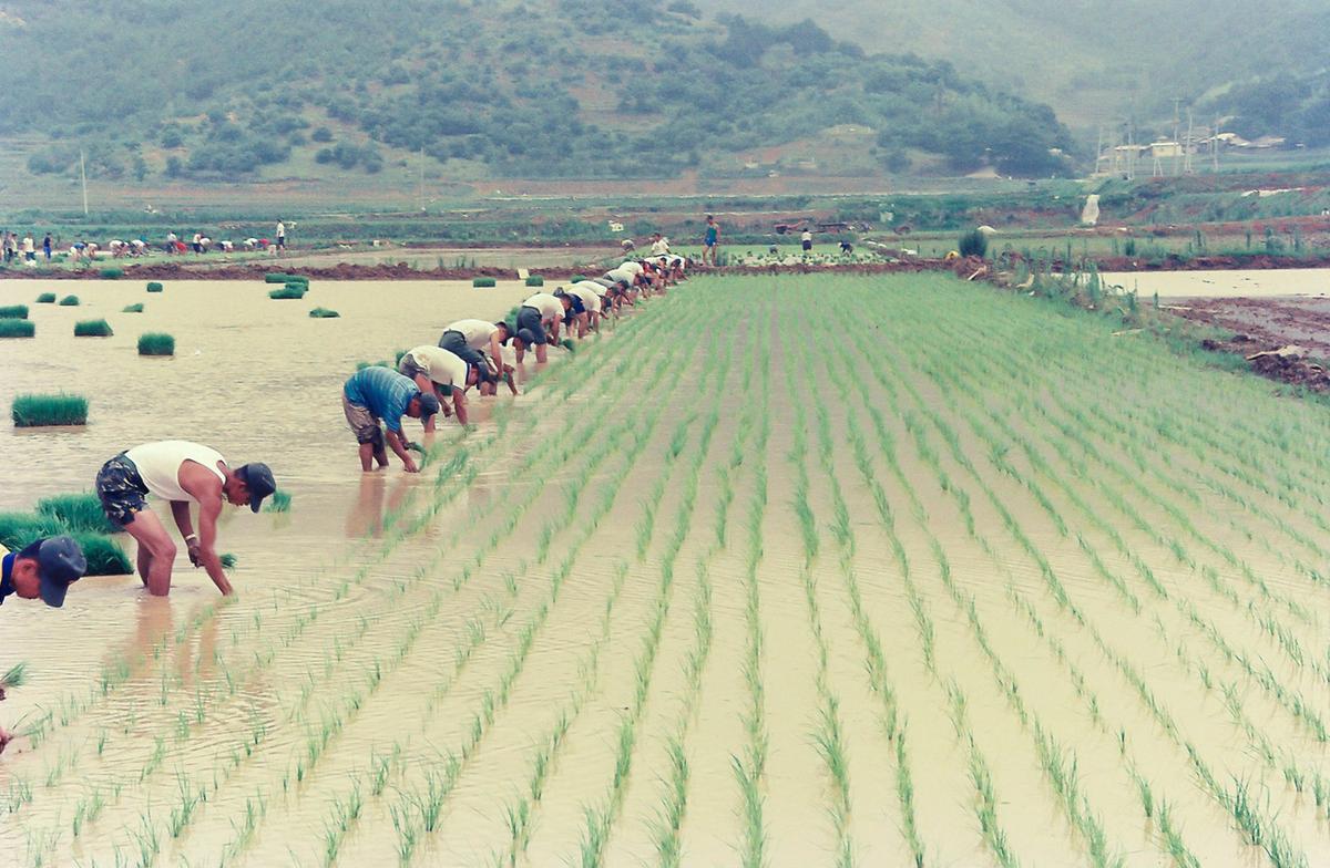 모내기 봉사