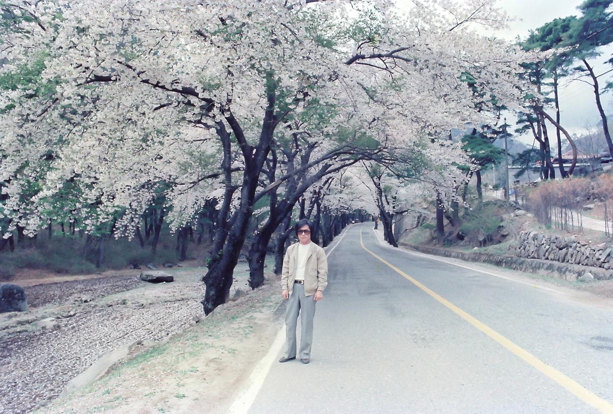 벚꽃
