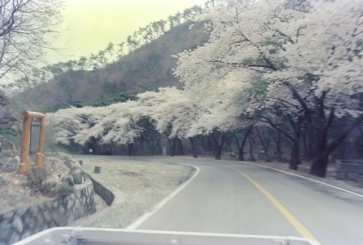 벚꽃