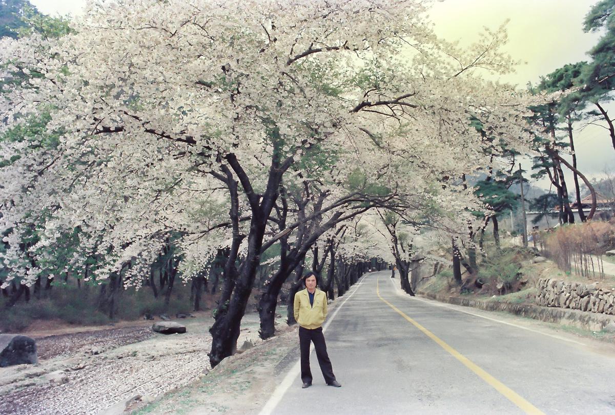 벚꽃