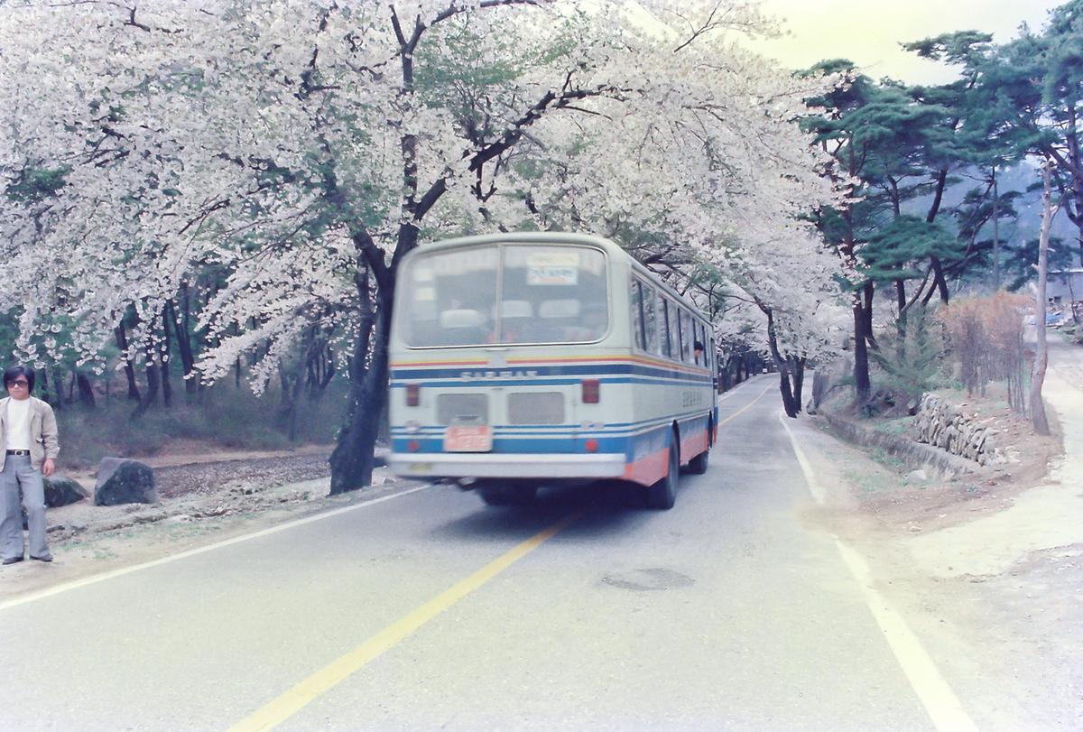 벚꽃