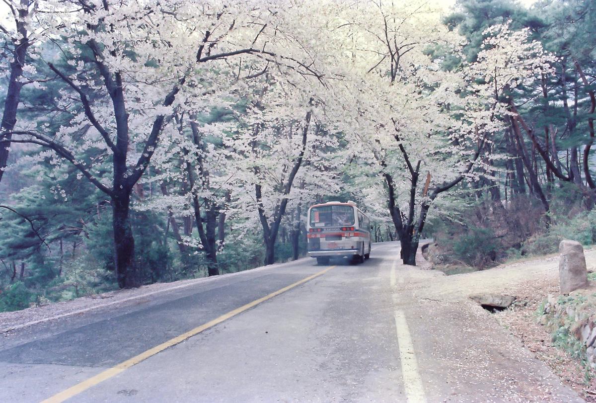 벚꽃