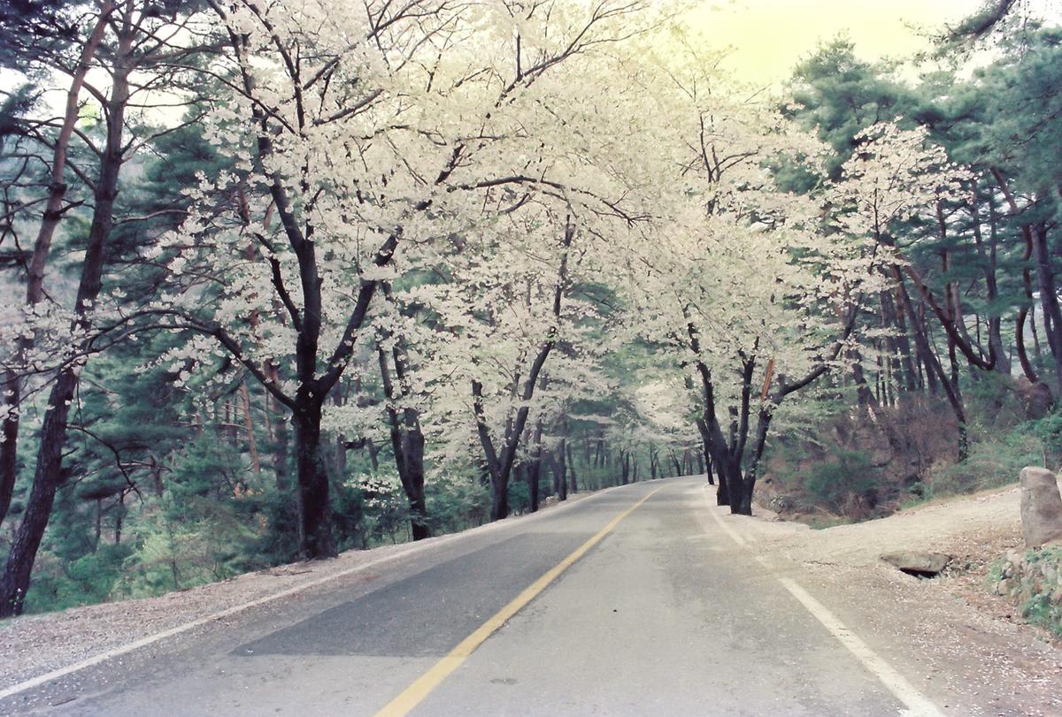 벚꽃