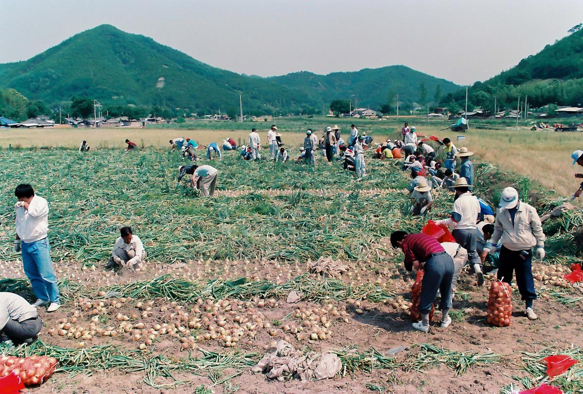 양파수확
