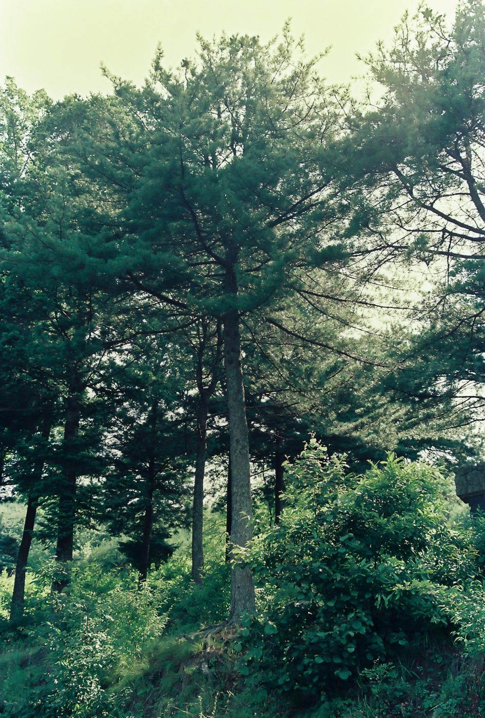 나무