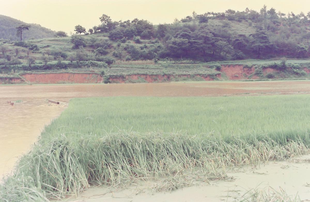 수해