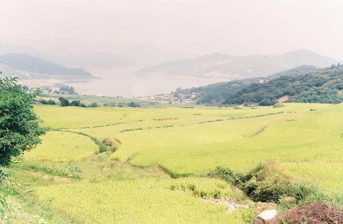 들녘