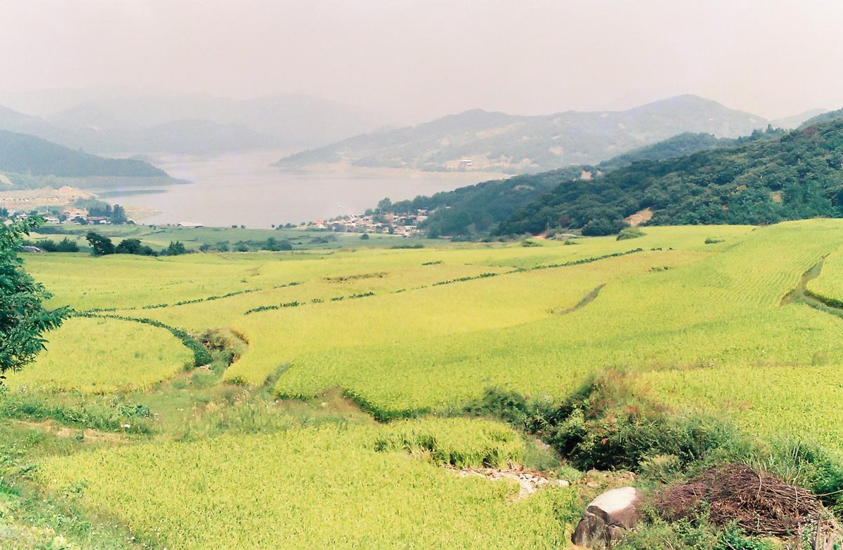 들녘