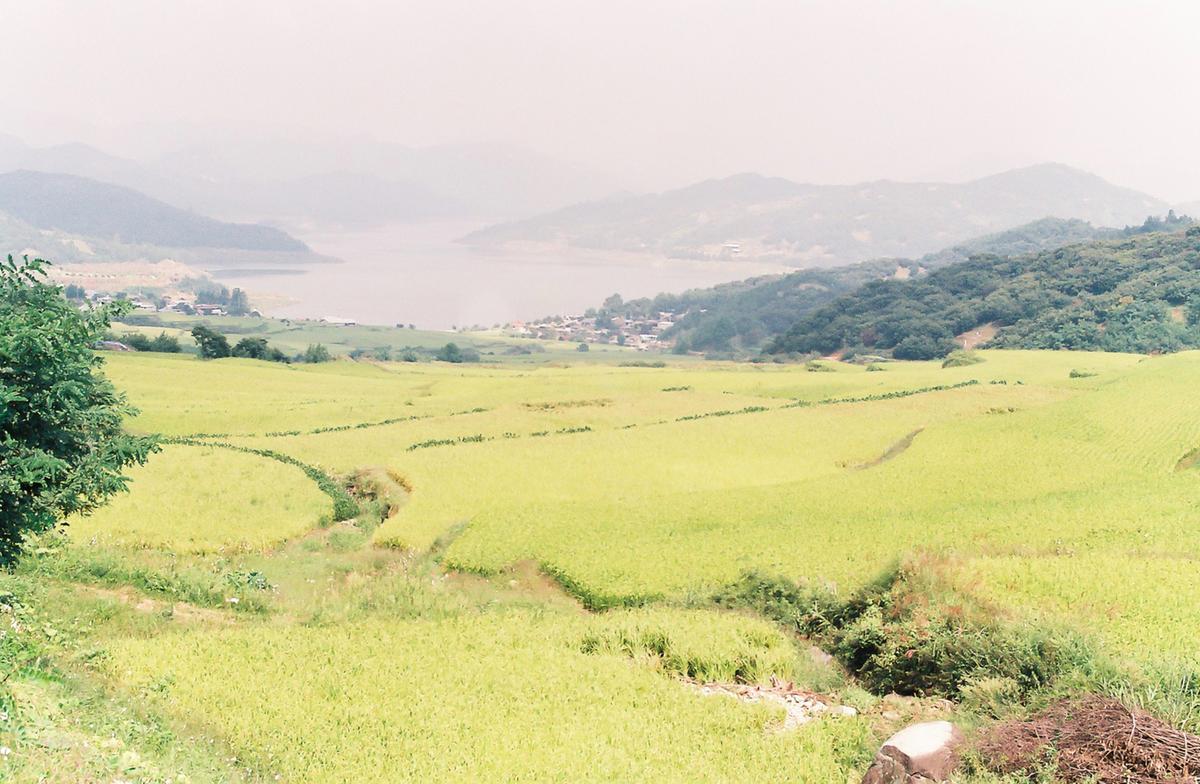 들녘