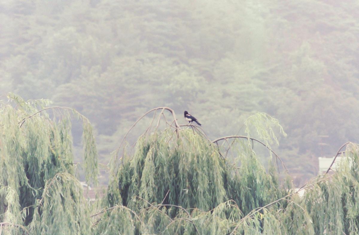 풍경