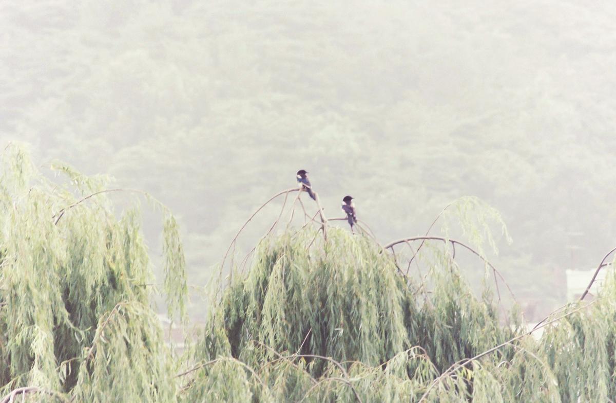 풍경