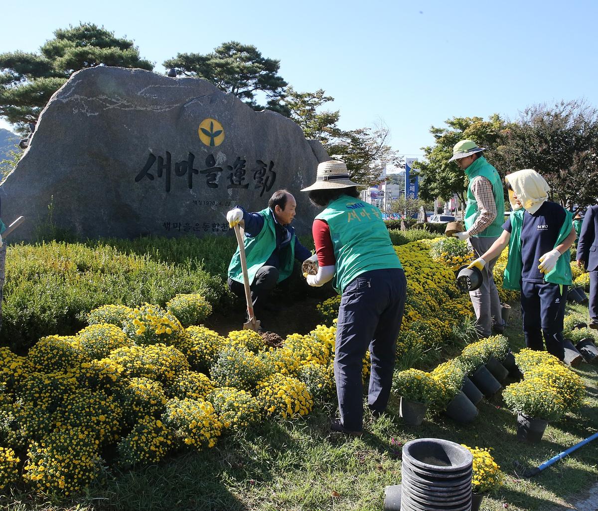 새마을운동합천군지회가을꽃식재