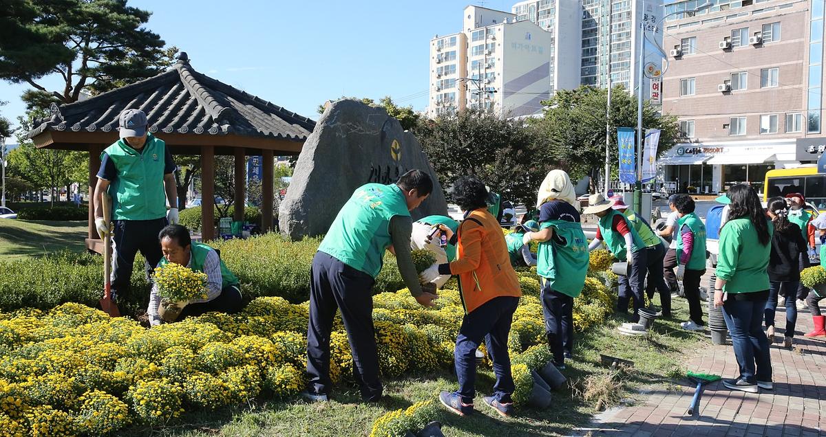 새마을운동합천군지회가을꽃식재