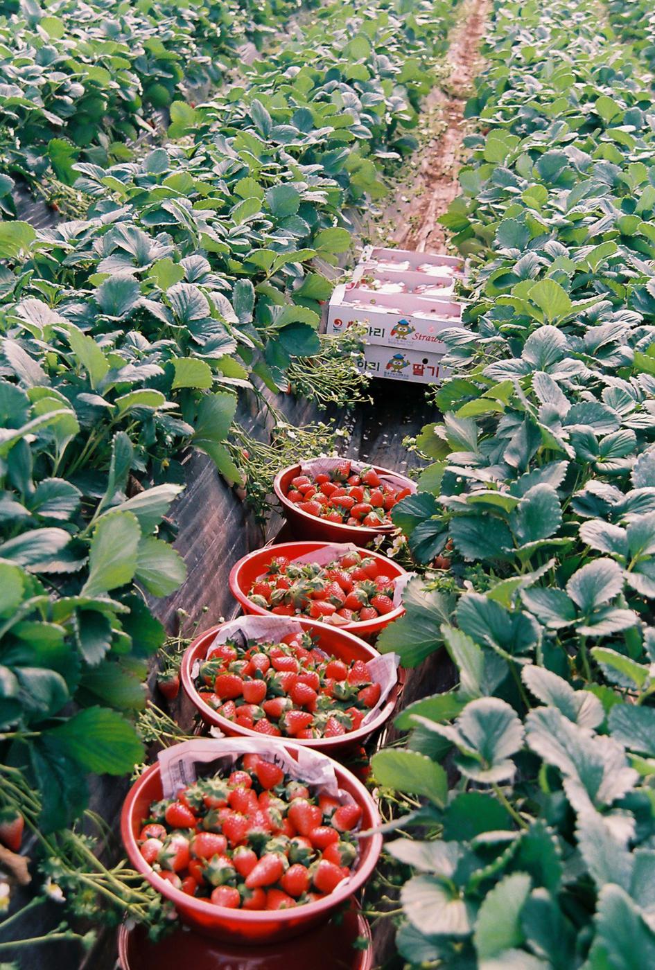 딸기농장