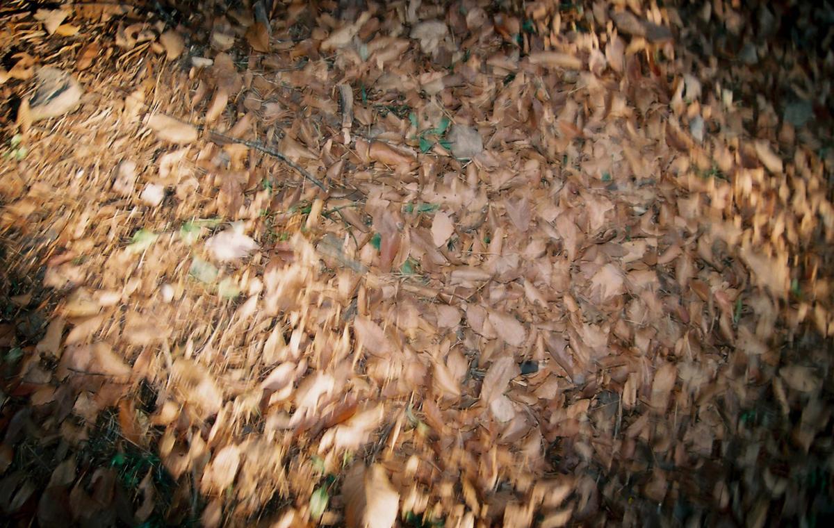 장미회 합천군 방문 환영 만찬