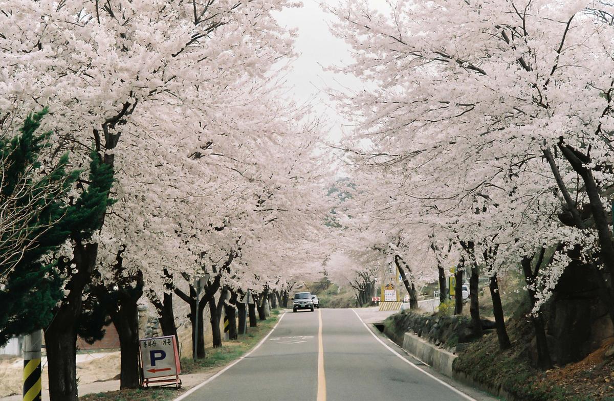 벚꽃길