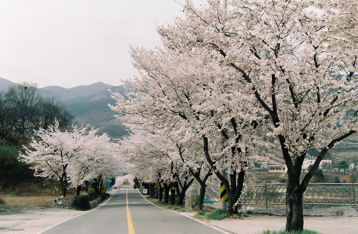 벚꽃길