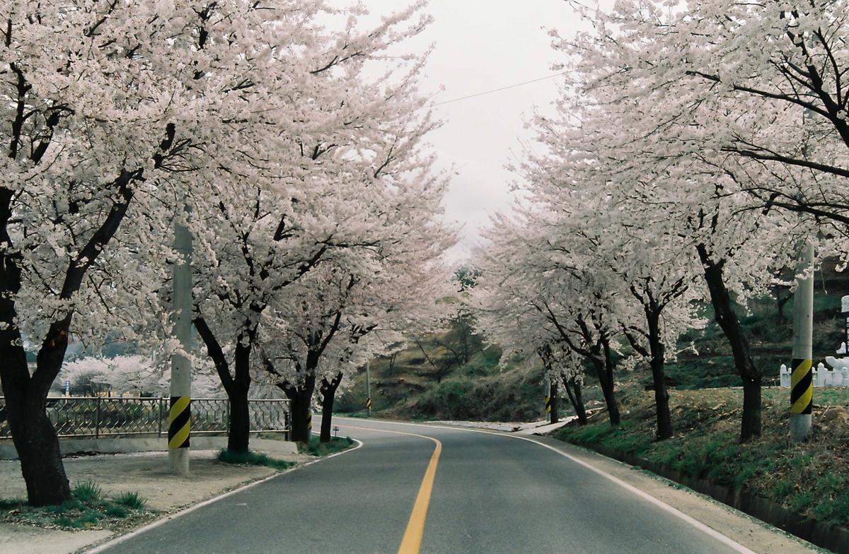 벚꽃길