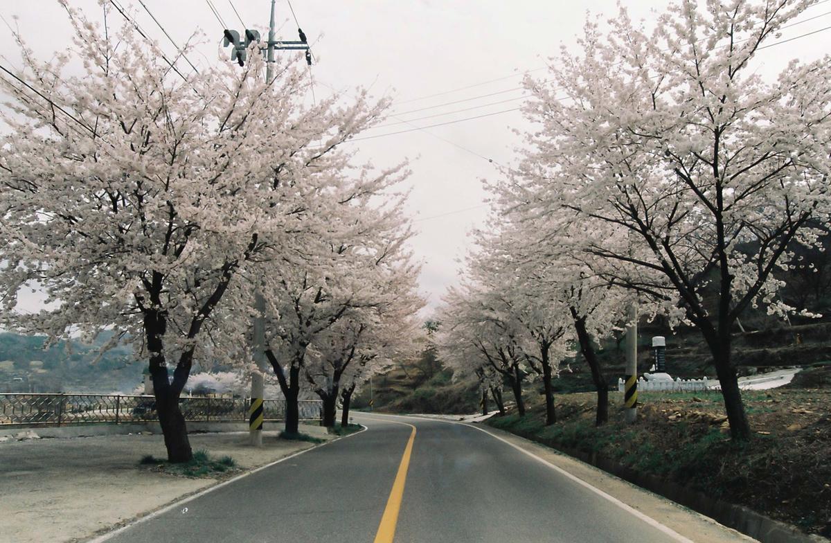 벚꽃길