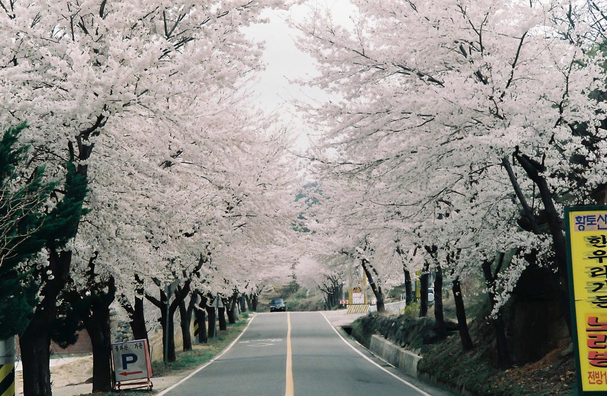 벚꽃길