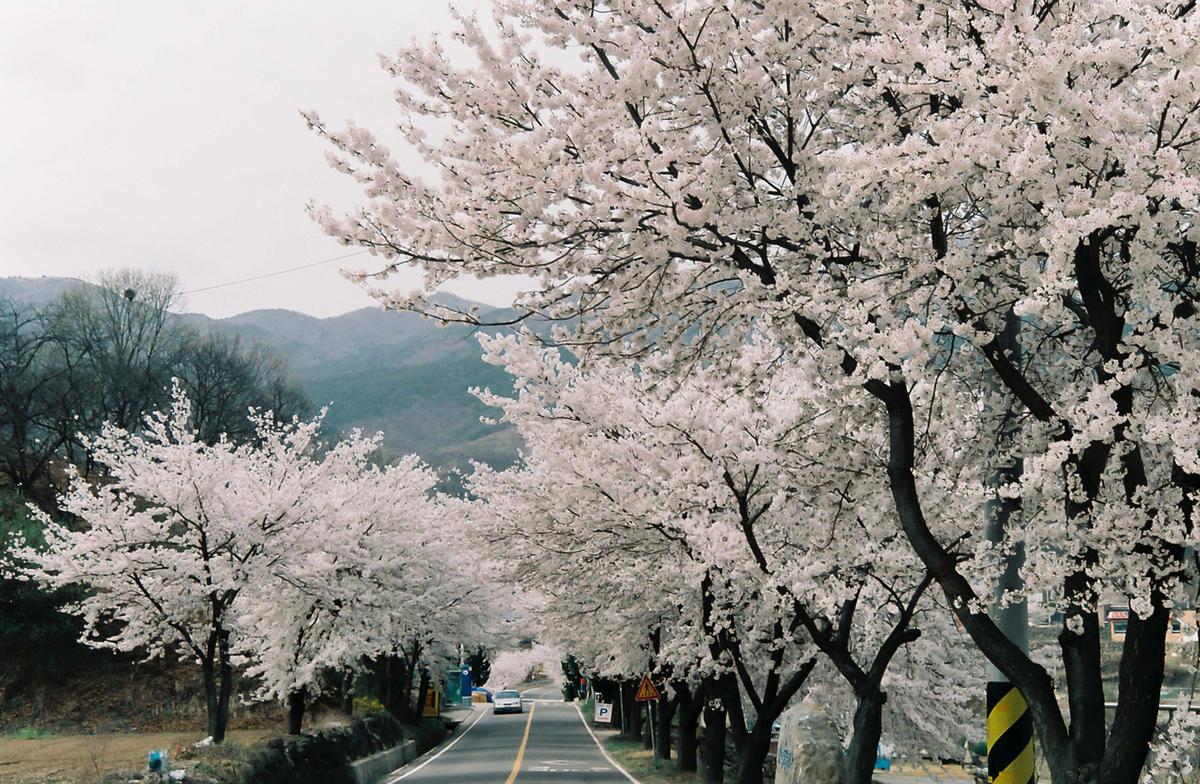 벚꽃길