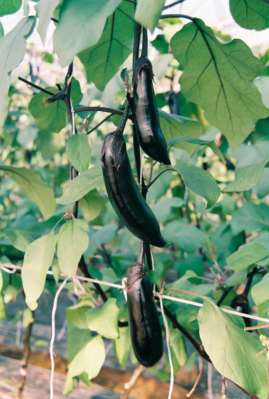 가지