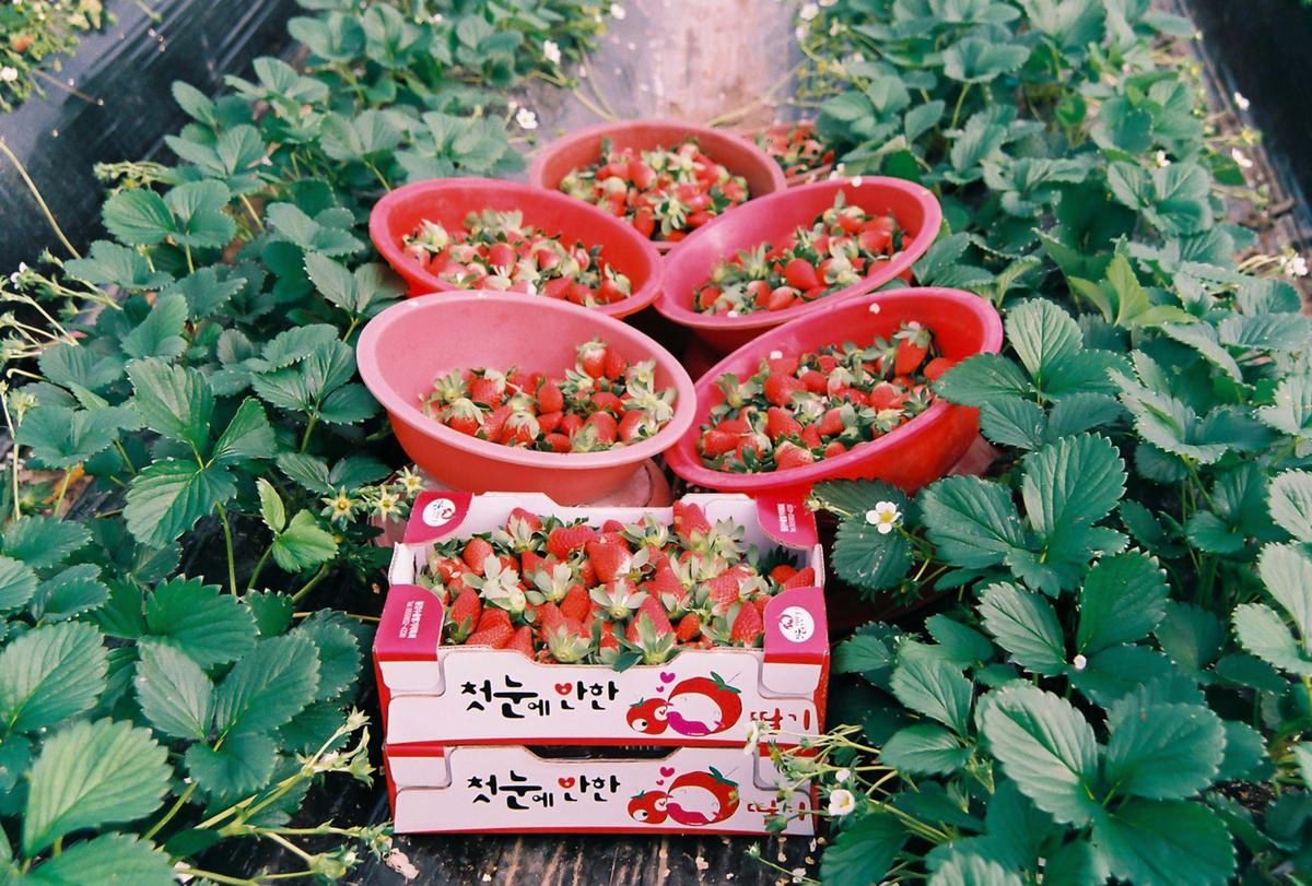 딸기