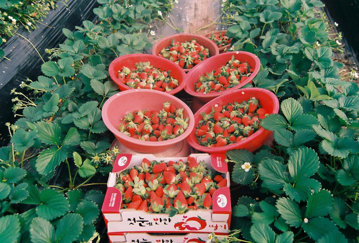 딸기