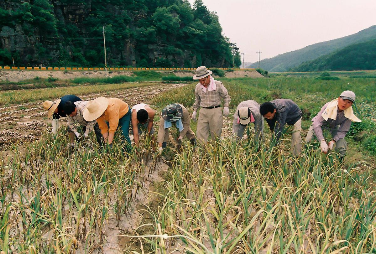 농촌일손돕기