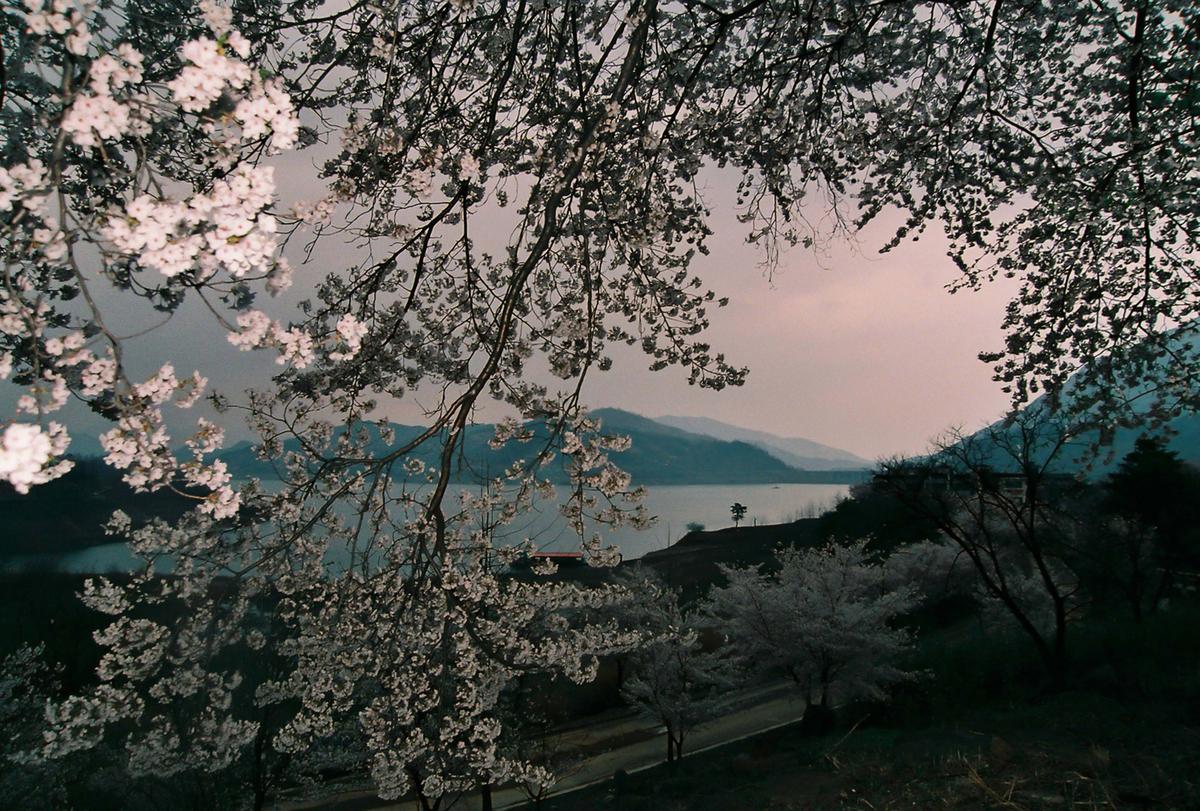 벚꽃야경