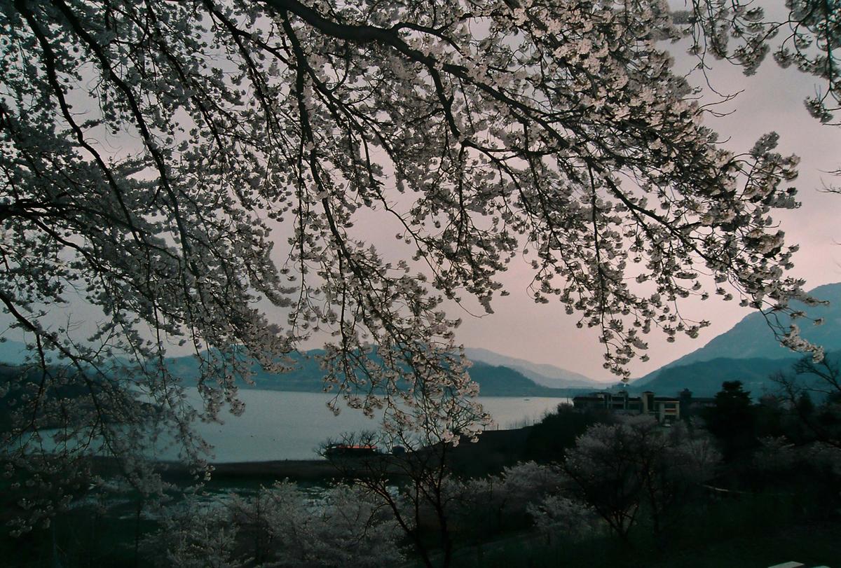 벚꽃야경