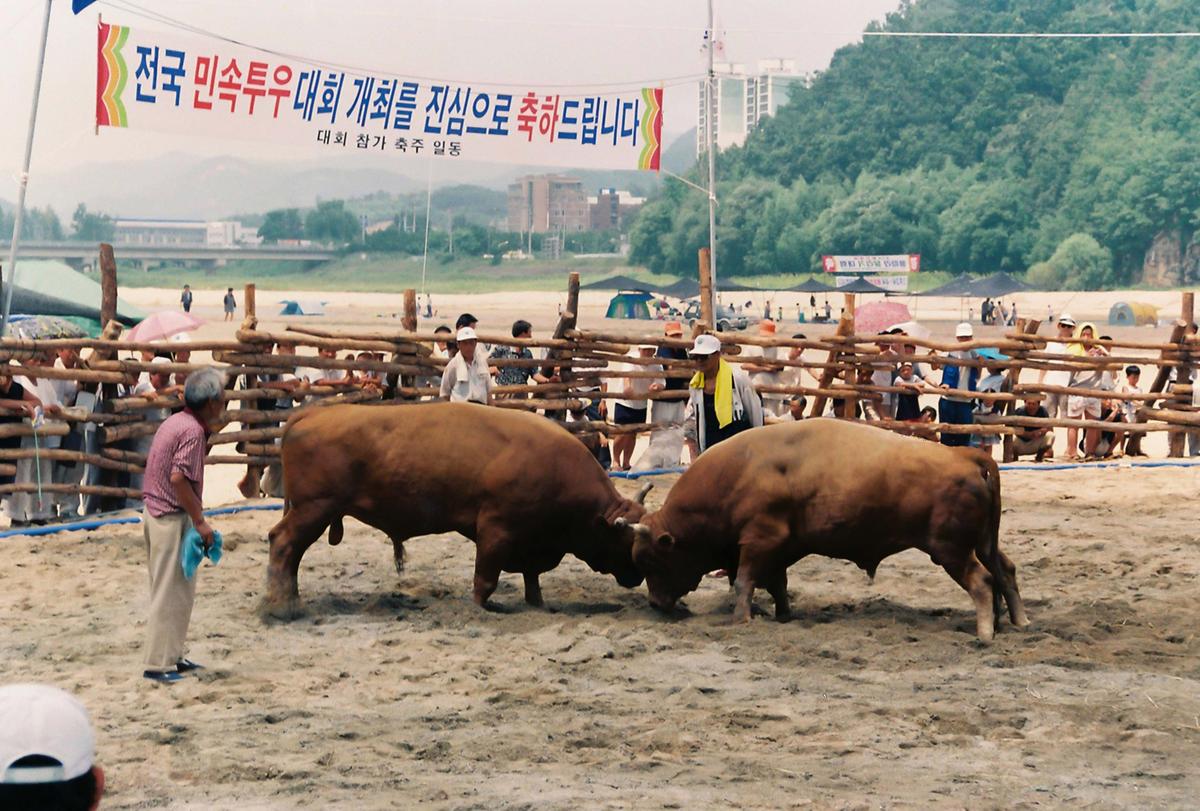 제3회 전국민속투우대회