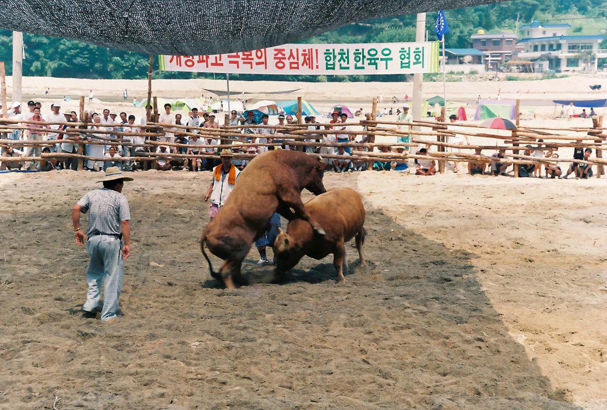 제3회 전국민속투우대회