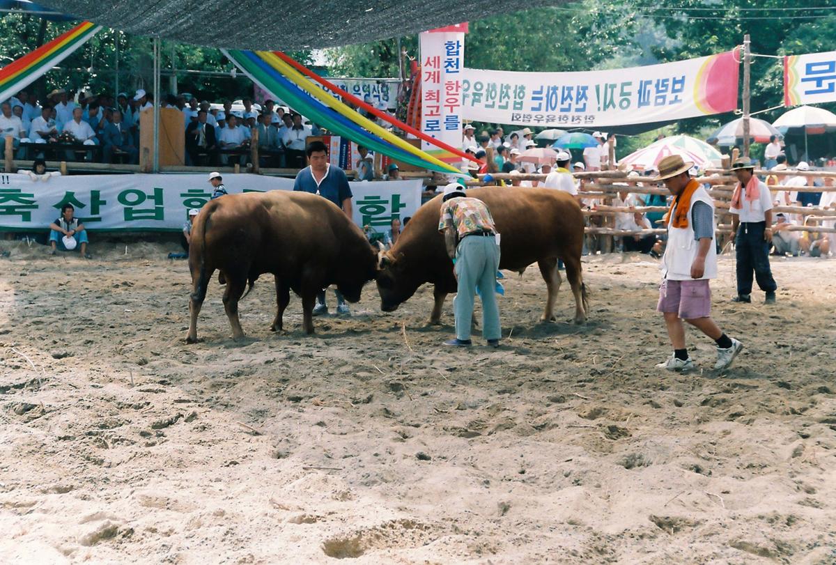 제3회 전국민속투우대회