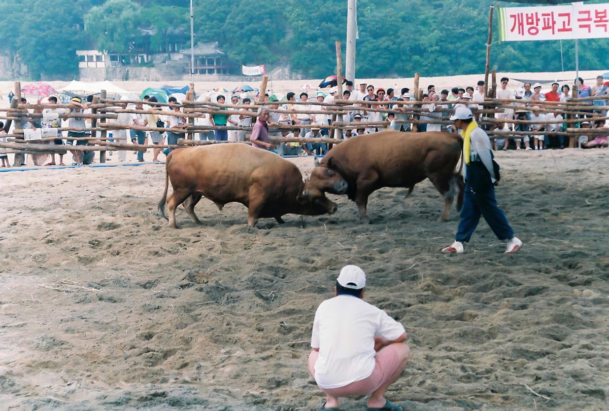 제3회 전국민속투우대회