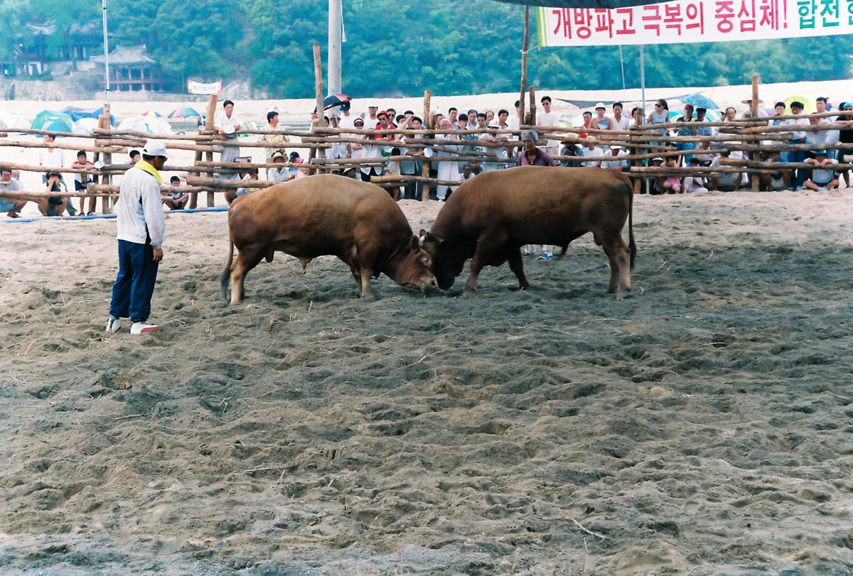 제3회 전국민속투우대회