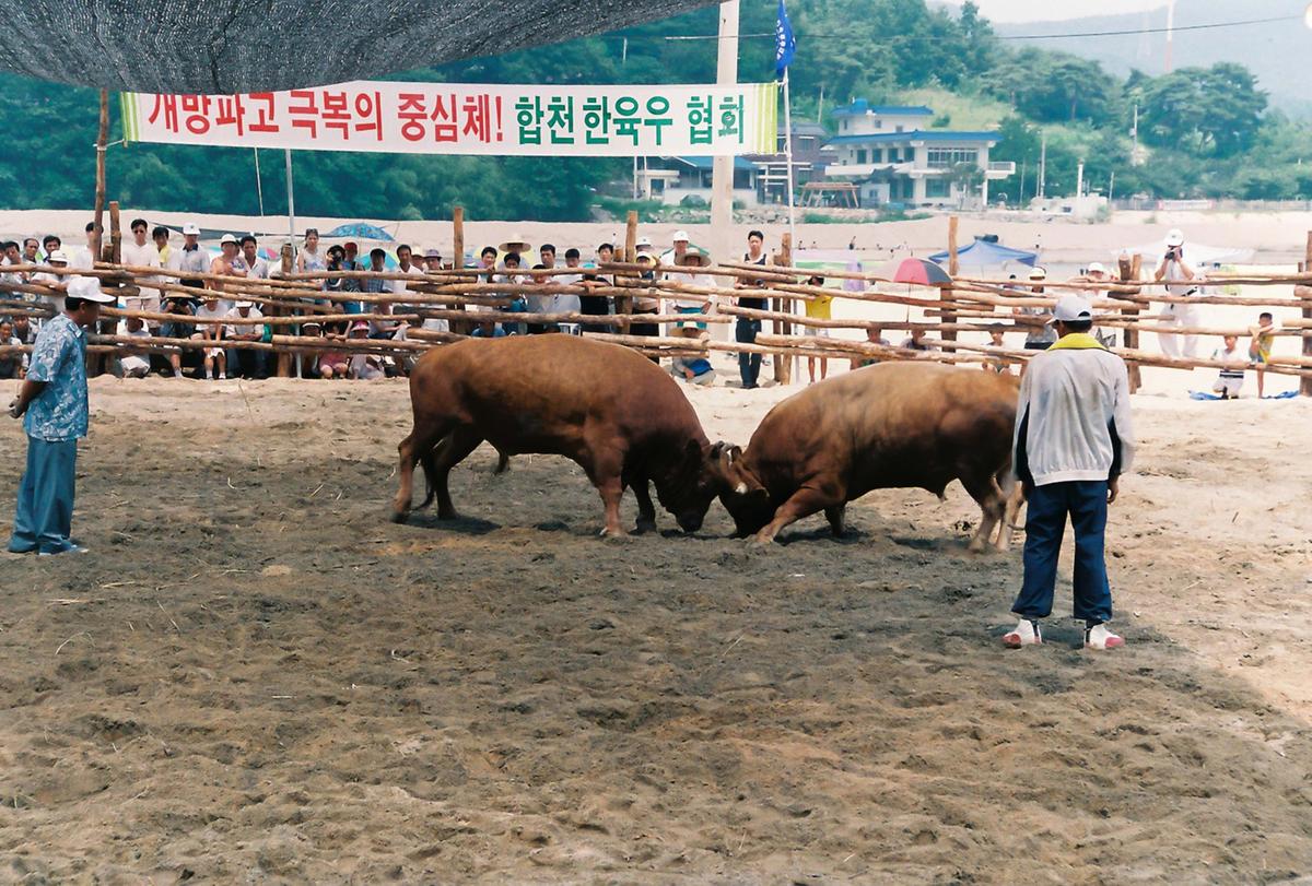 제3회 전국민속투우대회