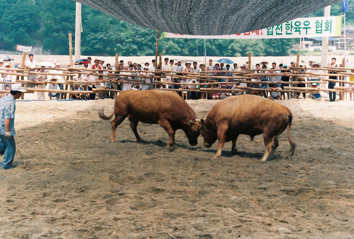 제3회 전국민속투우대회