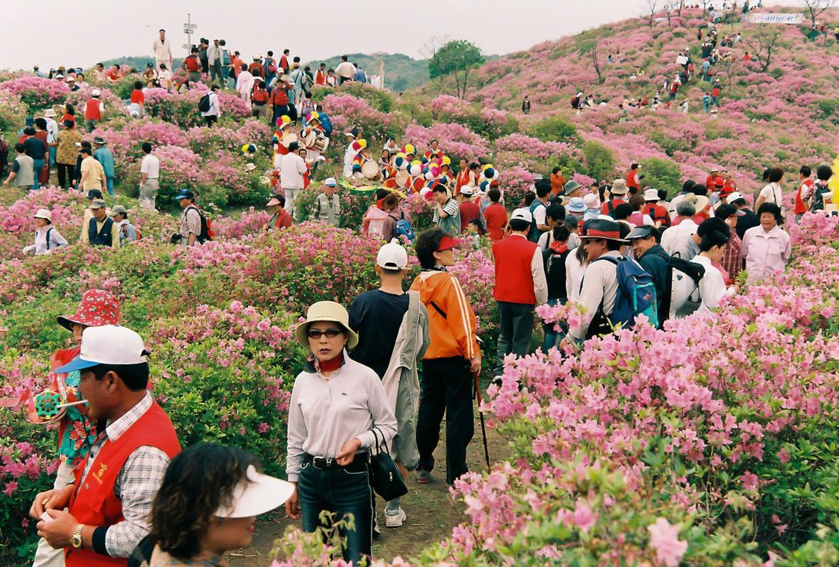 제6회 황매산 철쭉제