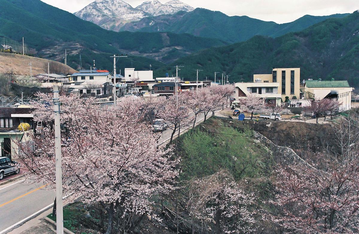 벚꽃길