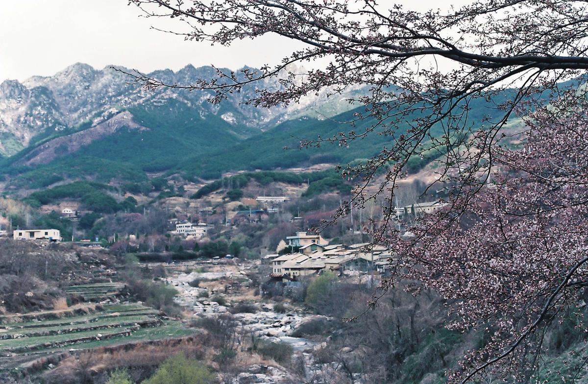 벚꽃길