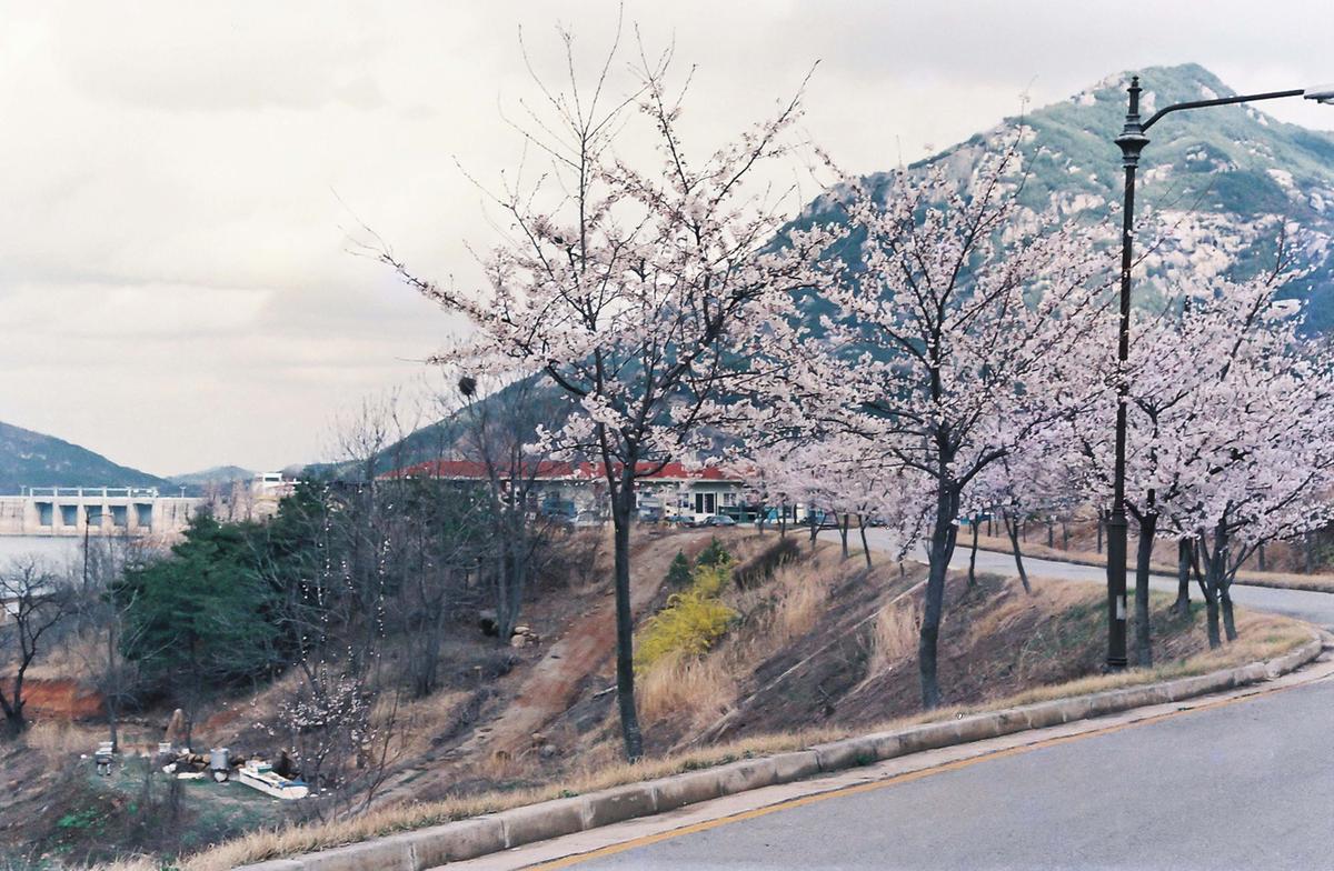 벚꽃길