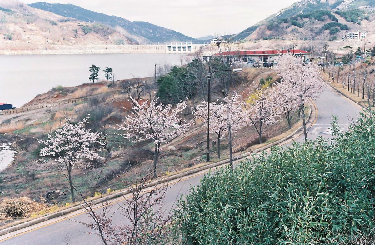벚꽃길