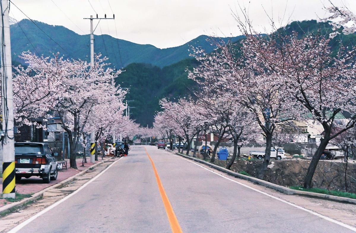 벚꽃길