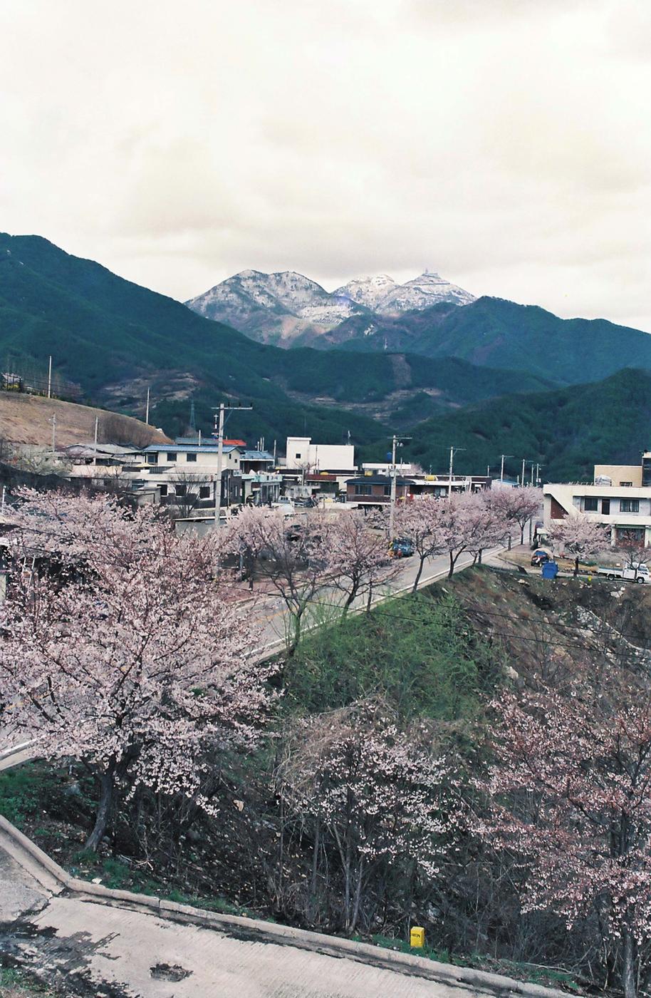 벚꽃길